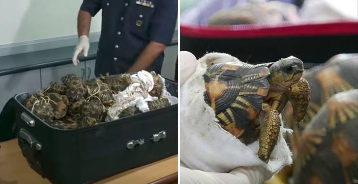 ตำรวจมาเลเซียค้นกระเป๋าต้องสงสัย พบเต่าจากมาดากัสการ์ยัดไว้ข้างในกว่า 300 ตัว!?