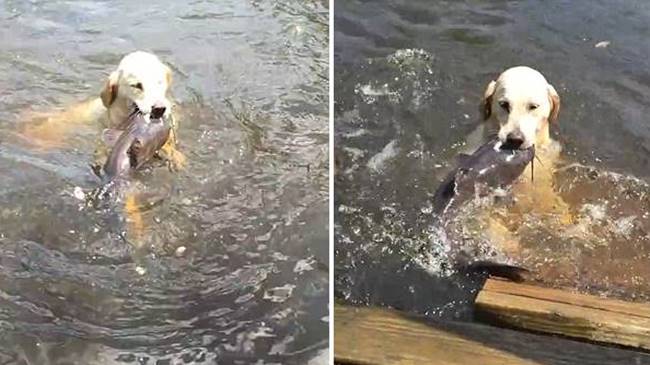 เจ้าหมา ‘Rani’ ยอดนักจับปลาในตำนาน ต่อให้ไม่มีอาหารเม็ด ก็ไม่อดตายแน่นอน!!