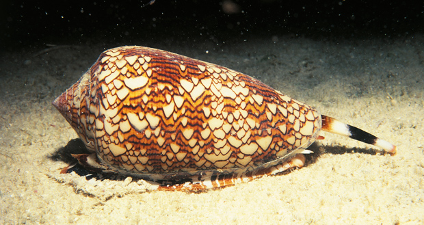 รู้จัก “หอยเต้าปูน” เพชฌฆาตผู้เลอโฉมแห่งท้องทะเล แฝงมาพร้อมพิษอันแสนร้ายกาจ!!