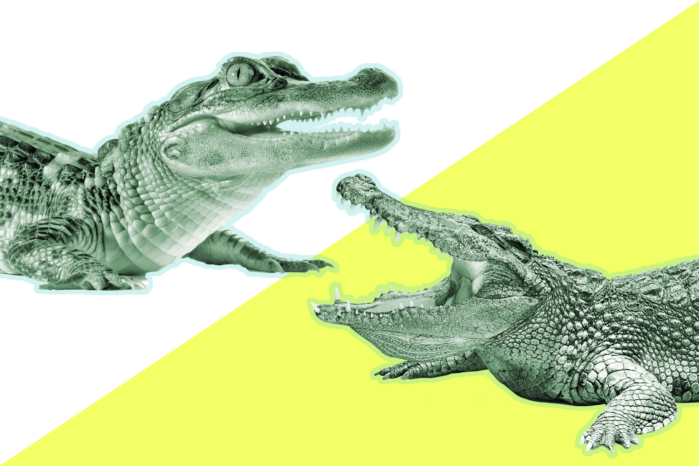 Крокодил vs Аллигатор