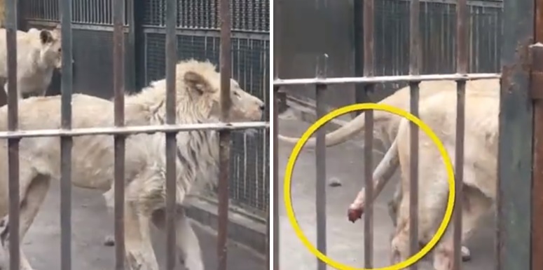 สิงโตในสวนสัตว์แห่งหนึ่งของจีนถูกพบในสภาพผอมแห้ง และส่วนหางหายไปครึ่งหนึ่ง!!