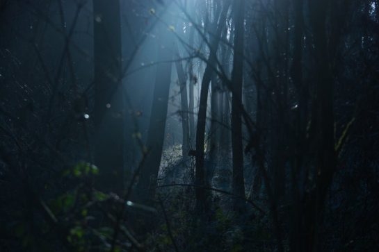 the dark forest problem